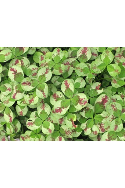 Конюшина повзуча `Кров дракона` у щільному зеленому килимі з червоними прожилками